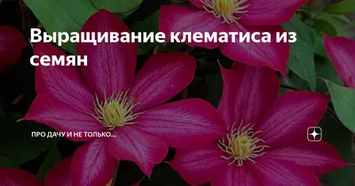 ✓ Семена Клематис короткохвостый Звездочет, 0,05г, Гавриш, Лесной уголок по  цене 0 руб. ◈ Большой выбор ◈ Купить по всей России ✓ Интернет-магазин  Гавриш ☎ 8-495-902-77-18