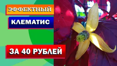 Семена клематиса Тунгутского - 0,1 г (ID#446331120), цена: 9 ₴, купить на  Prom.ua