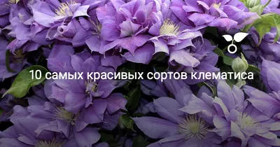 Clematis CRYSTAL FOUNTAIN (Клематис Кристалл Фонтейн) - YouTube