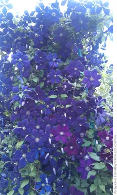🌲 Питомник растений Минск 🌲 on Instagram: \"Как часто нам хочется  \"оживить\" картинки из интернета в собственном саду? Мне часто! И клематисы  — один из лучших помощников😉 Неприхотливые и простые в уходе,