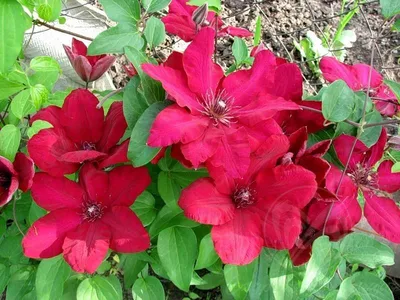 Клематис Rouge Cardinal C2 | Интернет-магазин цветов и растений PlantShip
