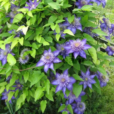 Саженцы многолетних цветов: Клематис Мульти Блю Multi blue
