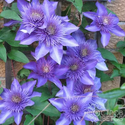 Clematis 'Multi Blue', Клематис 'Мульти Блу'|landshaft.info