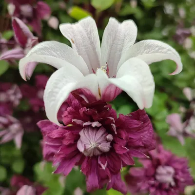Клематис \"Принцесса Диана\". Очень красивый цветок у этого сорта! Цвет  яркий, не выгорает. Цветок похож на колокольчик, держится долго.… |  Instagram