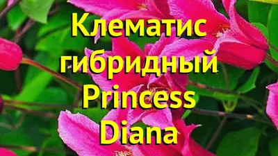 Купить Семена Клематис ботанический (княжик) Принцесса Диана от 120 руб.