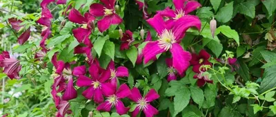 Клематис ботанический «Принцесса Диана» по цене 422 ₽/шт. купить в  Краснодаре в интернет-магазине Леруа Мерлен