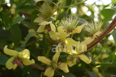 Семена цветов для сада и огорода Клематис тангутский Радар Любви (2  пакетика) | AliExpress