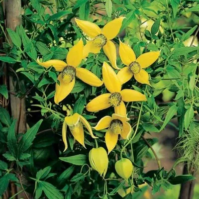 Клематис тангутский Радар любви - выращивание из семян, посадка и уход