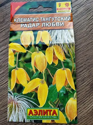 Отзыв о Семена Клематис тангутский Аэлита \"Радар любви\" | Легко вырастить  из семян быстрорастущую лиану.