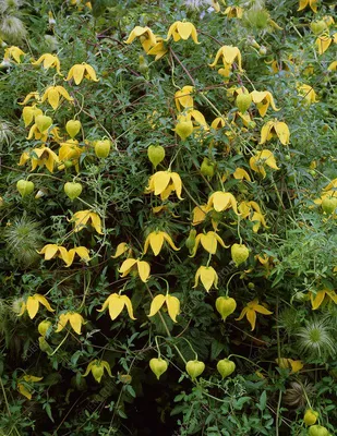 Клематис (Ломонос) мелкоцветковый - «Красавчик-клематис без хлопот и забот  💮 Самая неприхотливая цветущая лиана!» | отзывы