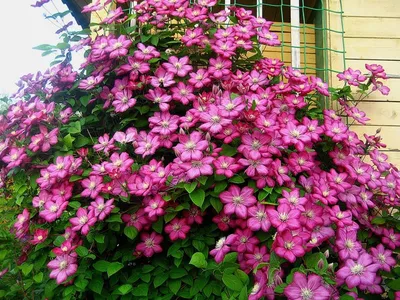 Клематис Никитский розовый #клематисвторойгруппы #клематис #clematis | By  Клематисы и розы | Facebook