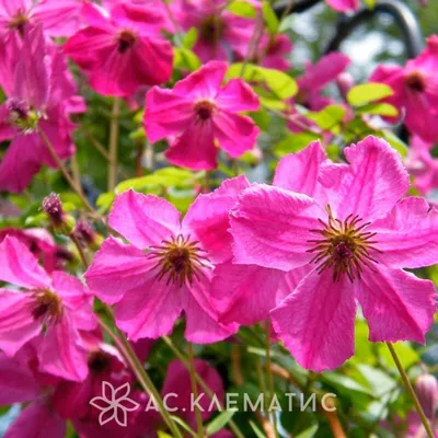 Clematis 'Ville de Lyon' — Википедия