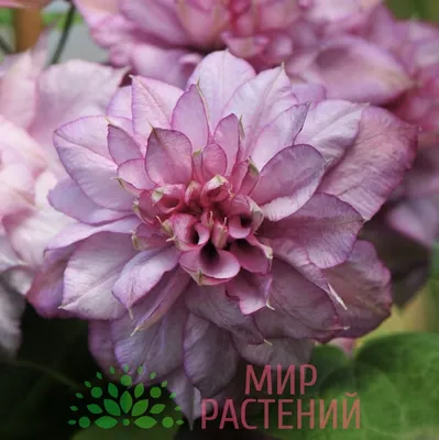 Клематис Май Бьюти | Clematis My Beauty PBR