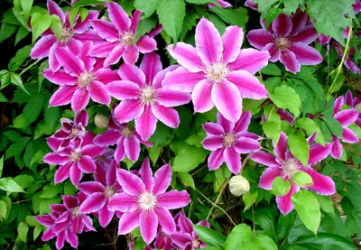 Клематис Clematis \"Rosalin\" : С2/3 | Сибирские газоны - Сибирские газоны