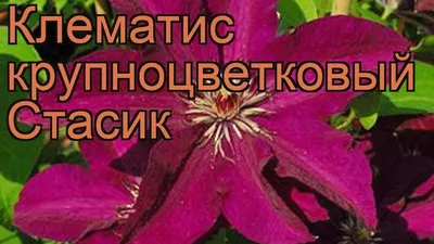 Клематис крупноцветковый Стасик (clematis stasik) 🌿 обзор: как сажать,  рассада клематиса Стасик - YouTube
