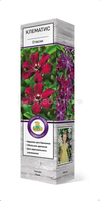 Поиск Саженец Клематис крупноцветковый Стасик в красочной упаковке 1 шт.  купить в Ташкенте, цена в интернет-магазине