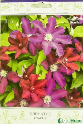 Купить Клематис крупноцветковый Стасик - АгроНика