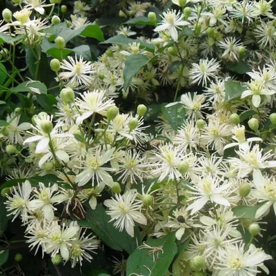 Клематис, Клематисы цветов для сада Клематис Виноградолистный и Тангутский  - купить по выгодным ценам в интернет-магазине OZON (687021143)