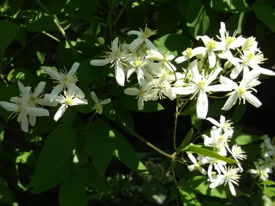 Клематис виноградолистный (Clematis vitalba) - Клематис