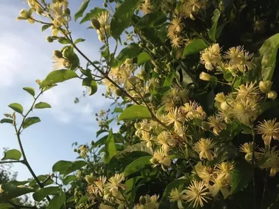 Клематис виноградолистный (Clematis vitalba L.) – Вьющиеся растения Буква  «К» - цветочный портал Ваш Сад!