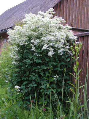 Клематис виноградолистный