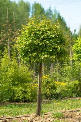 Клен татарский (приречный, гиннала), Acer tatarica subsp. ginnala