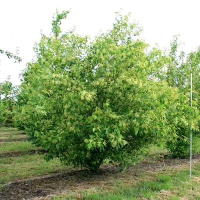 🌲 🌳 Клен Гиннала в ландшафтном дизайне: посадка и уход | питомник  растений Зеленый капитал