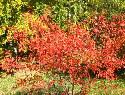Клен \"Гиннала\" (татарский) (Acer tataricum ginnala) - Лиственные растения  весна 2024 года - купить лиственные растения спирея, кизильник, барбарис,  лапчатка.