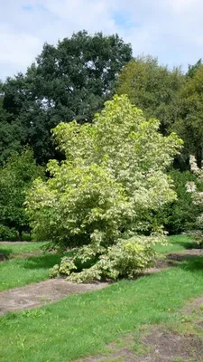 Клен ясенелистный (Acer negundo) купить по цене цена по запросу от  питомника саженцев и растений Центросад | Фото и консультация по уходу