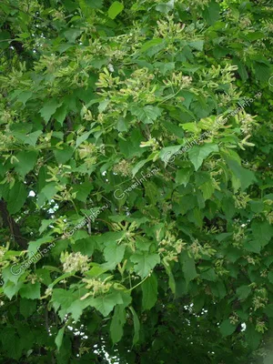 Коллекции растений ЦСБС СО РАН - Acer tataricum L. – Клен татарский