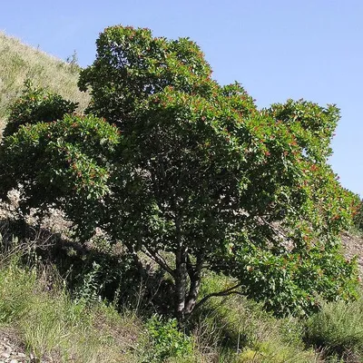 Клен \"Гиннала\" (татарский) (Acer tataricum ginnala) - Лиственные растения  весна 2024 года - купить лиственные растения спирея, кизильник, барбарис,  лапчатка.