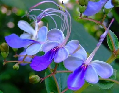 Клеродендрум угандийский или Голубые бабочки (Clerodendrum ugandense) |  floravdome.ru | Unusual flowers, Planting flowers, Wonderful flowers