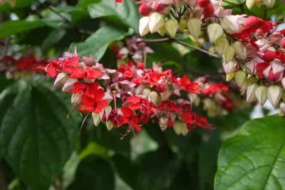 Коллекции растений ЦСБС СО РАН - Clerodendrum × speciosum W.Bull –  Клеродендрум красивый