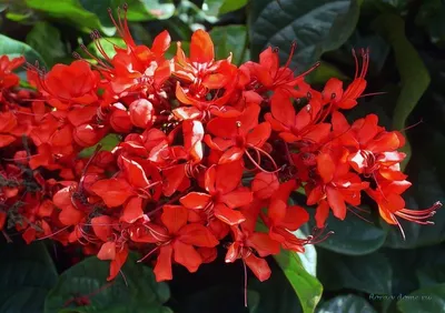 Клеродендрум блестящий (Clerodendrum splendens) | Semillas de árbol,  Orquideas, Cultivo de plantas