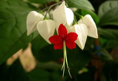 Клеродендрум Томпсона / Clerodendrum thomsonae - «Клеродендрум - моя любовь  на всю жизнь! ❤️ Подробно о всех нюансах ухода, вредителях и красоте  великолепного \"Дерева счастья\" 🌿 Пройдусь по всем граблям, на которые