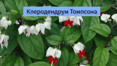 Клеродендрум Томпсона / Clerodendrum thomsonae - «В клеродендруме все  прекрасно - и цветы, и листья, и корни. Этим он отличается от человека.» |  отзывы