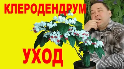 Клеродендрум - Clerodendrum: фото, условия выращивания, уход и размножение  | happyflora.ru