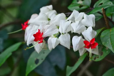 Клеродендрум виды и сорта с фото и описаниями | floravdome.ru