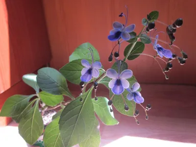 Коллекции растений ЦСБС СО РАН - Clerodendrum thomsoniae Balf.f. –  Клеродендрум Томсона