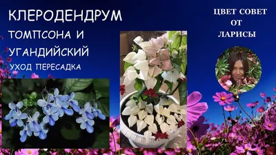 Клеродендрум виды: Сlerodendrum Paniculatum, Бунге, филиппинский и другие