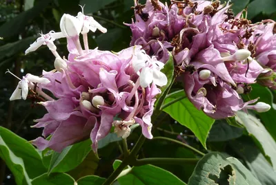 Файл:Starr 071024-9853 Clerodendrum x speciosum.jpg — Википедия