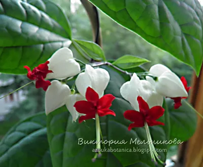 File:Clerodendrum macrostegium.jpg - Wikimedia Commons