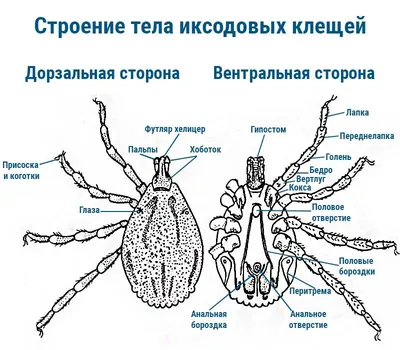 ПОДКОЖНЫЙ КЛЕЩ У ЧЕЛОВЕКА. Демодекс под микроскопом в лаборатории. СИМПТОМЫ  КАК ИЗБАВИТЬСЯ? - YouTube