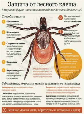 Демодекоз — симптомы, лечение и профилактика - энциклопедия Ochkov.net