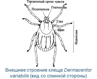 tonusnoginsk - 🌻Клещ демодекс обнаруживается практически у 95 % населения-  доказали учёные. Эти паразиты могут быть причиной многих глазных болезней!  ⠀ 🛑Воспаленные красные глаза 🛑 отечность 🛑усталость 👆возможно, вы не  выспались, а