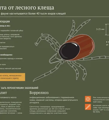 Укус клеща - ГБУЗ «Пензенская областная детская клиническая больница им.  Н.Ф. Филатова»