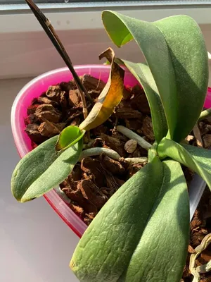 Паутинный клещ на орхидее. Как лечить и избавиться?
