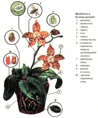 Трипс на орхидее. Как избавиться и лечить фаленопсис