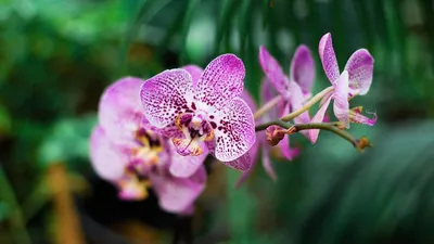 Вредители орхидеи: мучнистый червец, тля, щитовка, паутинный клещ,  нематода, признаки и последствия поражения, способы борьбы, эффективные  препараты
