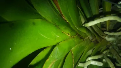 Микроскоп, фаленопсисовый клещ на орхидеи - YouTube